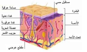 أجزاء الشعرة أجزاء الشعرة